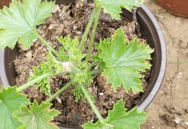 大花天竺葵小苗如何打顶