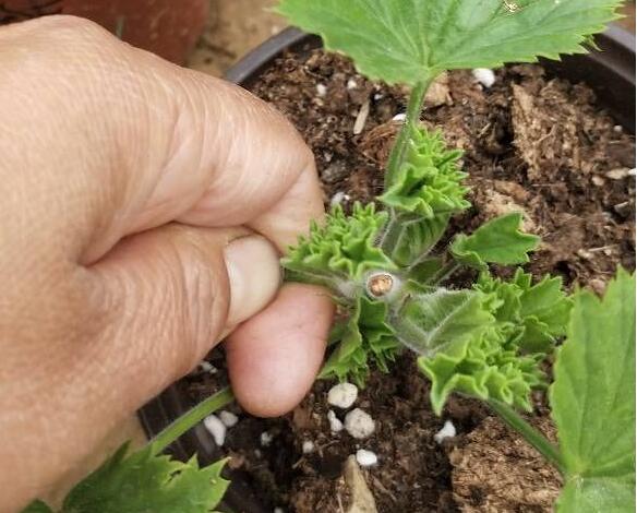 大花天竺葵小苗如何打顶
