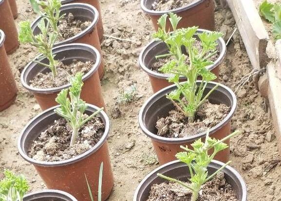 大花天竺葵小苗如何打顶