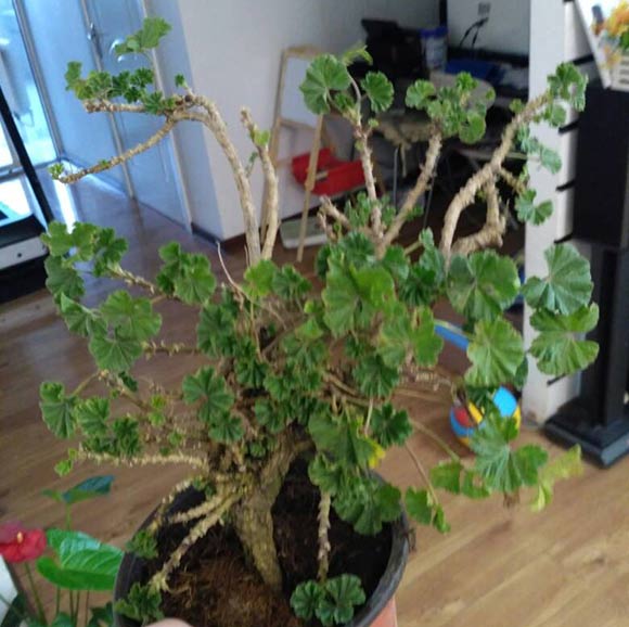 天竺葵能养几年