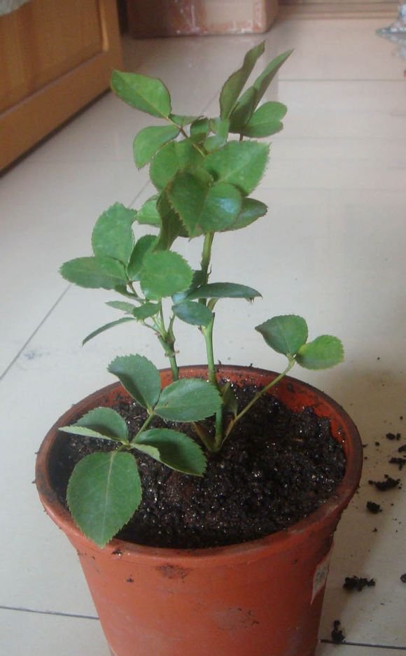 月季缓苗初级教程