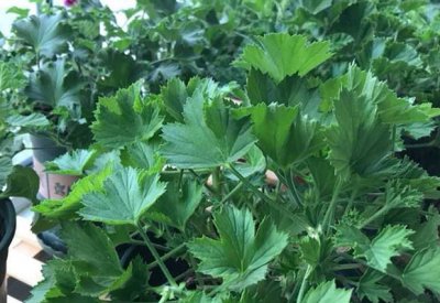 天竺葵夏天的养护要点 《夏天天竺葵养护要点》