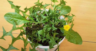 《阳台上如何简单种植蒲公英？》 阳台上怎样种植蒲公英|及其简单