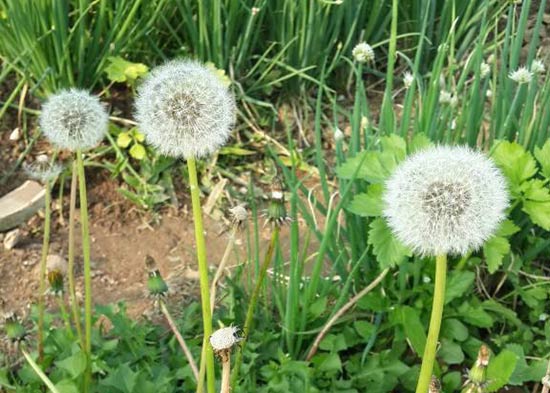 阳台上怎样种植蒲公英|及其简单