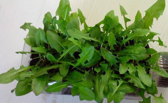 阳台上怎样种植蒲公英|及其简单