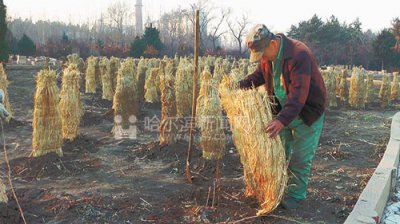 月季过冬（辽宁花友经验） 辽宁花友分享月季冬季养护经验