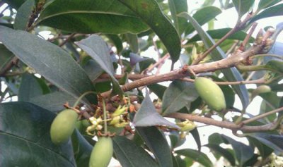 桂花果能否生吃|附图片 桂花果可以生吃吗|附图片