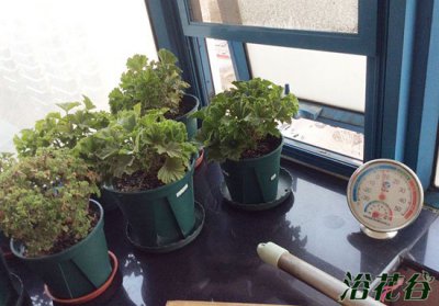 天竺葵是否需春化因品种而异 天竺葵必须经过春化吗（看品种）