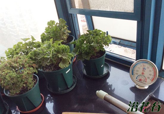 天竺葵必须经过春化吗