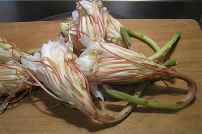 昙花能吃吗？（附案例） 昙花能否食用？（附案例）