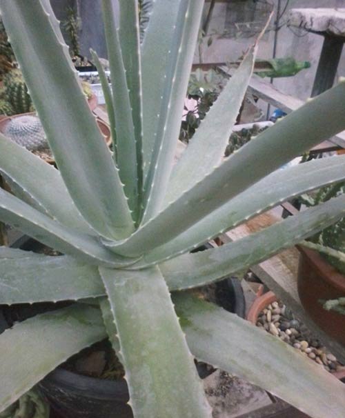 什么品种的芦荟可以吃