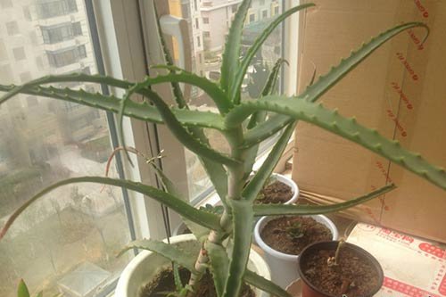 什么品种的芦荟可以吃