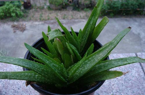 什么品种的芦荟可以吃