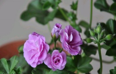 《天竺葵夏季养护指南》 花友总结天竺葵平安度夏宝典