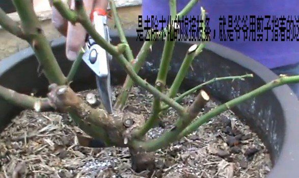 盆栽月季修剪方法