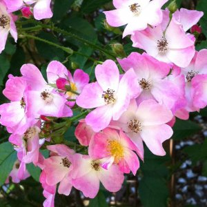 月季花芭蕾舞女详解 芭蕾舞女照片图