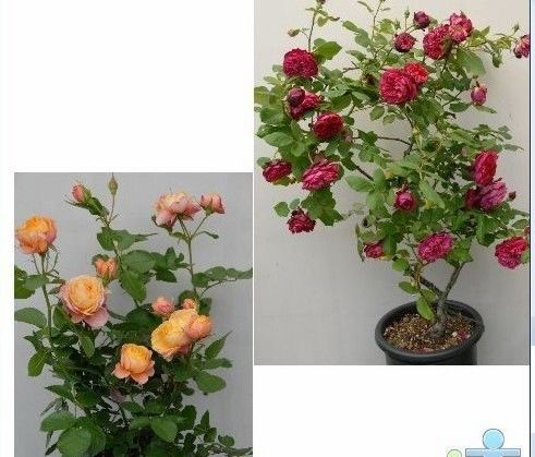 盆栽月季修剪方法