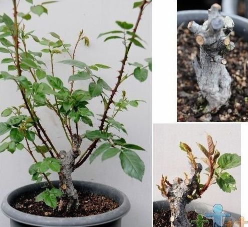 盆栽月季修剪方法