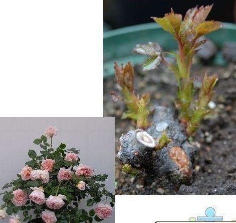 盆栽月季修剪方法