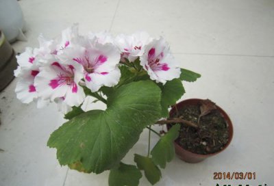 天竺葵什么时候开花 天竺葵的花期是何时？