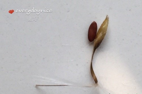 天竺葵授粉结种子过程图
