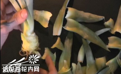 资深花友谈-家养菠萝也结果