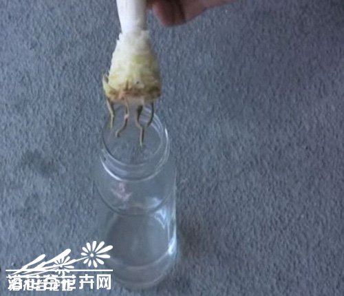 资深花友谈-家养菠萝也结果