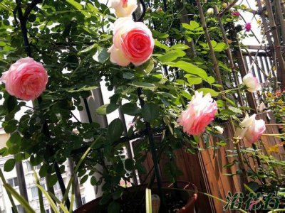 阳台能养月季花吗 阳台可否养月季花？