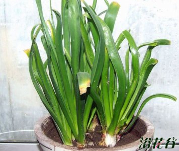 风信子开花后如何保存 开过花的风信子怎么保存