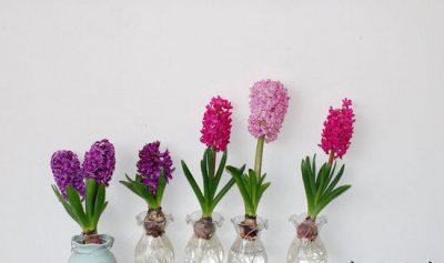 水培风信子花期过后怎么办 水培风信子花期结束后如何处理