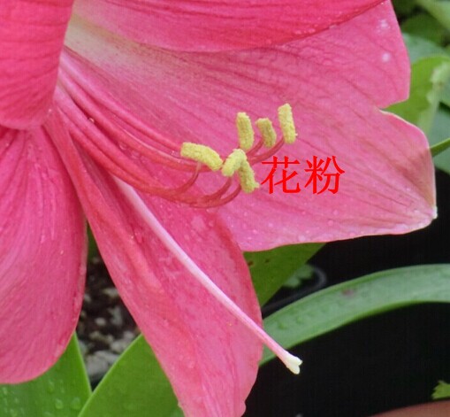朱顶红授粉