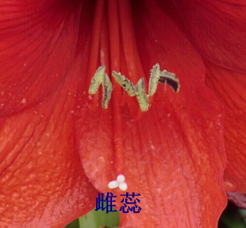 朱顶红授粉