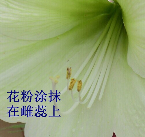 朱顶红授粉