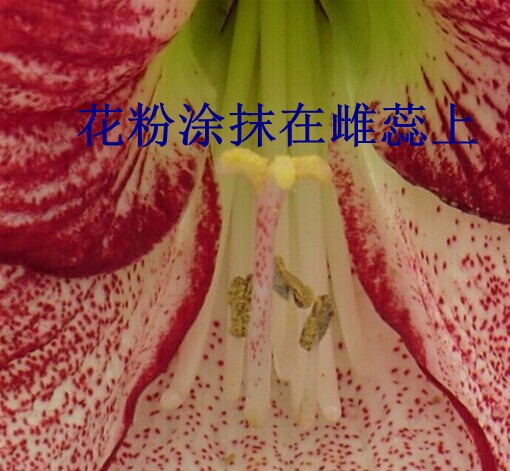 朱顶红授粉