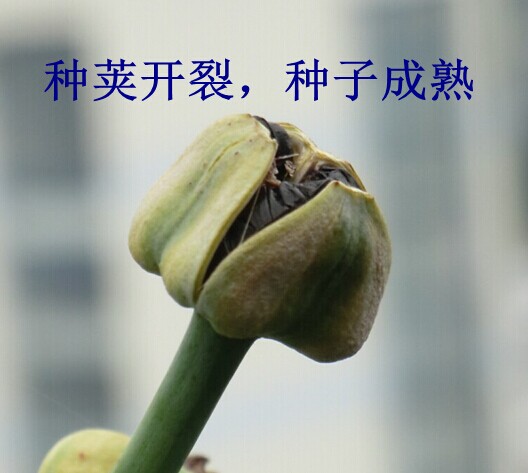 朱顶红授粉