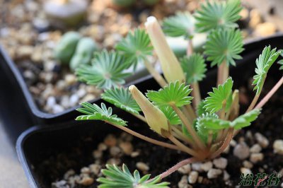 棕榈酢开花 棕榈酢的开花