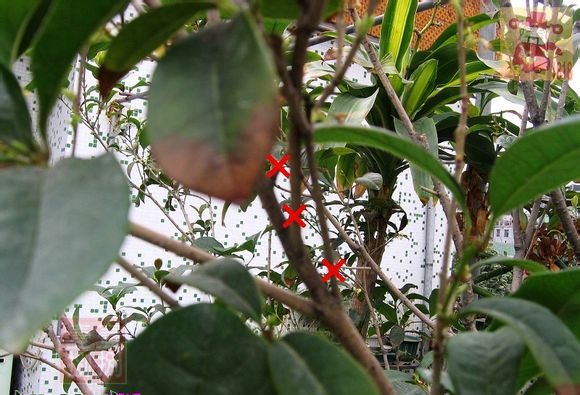 盆栽桂花树修剪图片