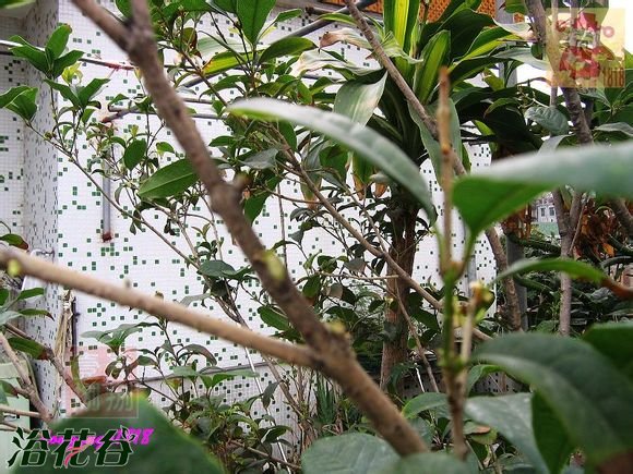盆栽桂花树修剪图片