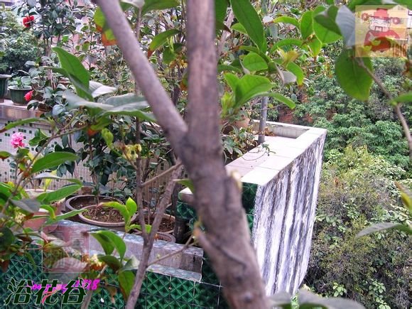 盆栽桂花树修剪图片