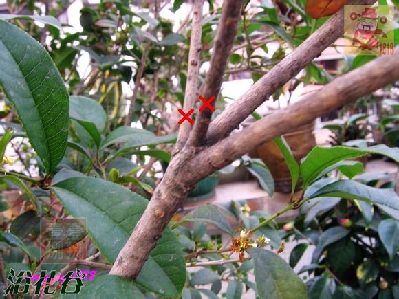盆栽桂花树修剪图片