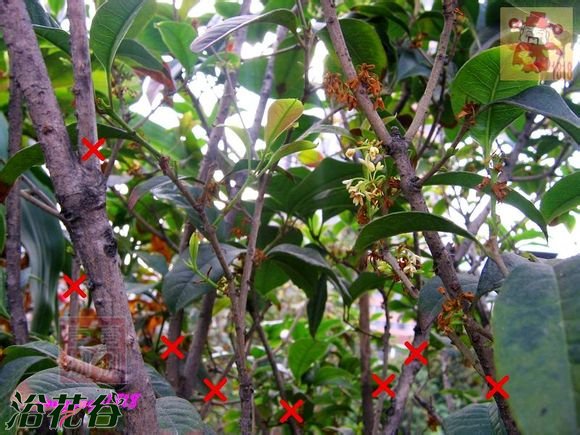 盆栽桂花树修剪图片