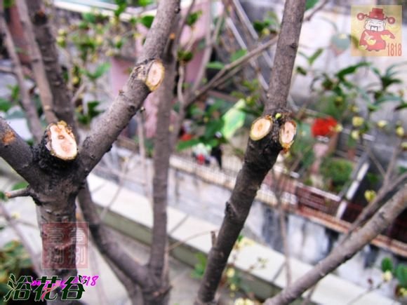 盆栽桂花树修剪图片
