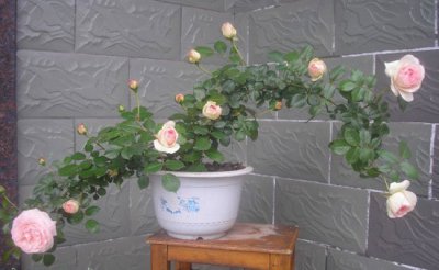 月季花盆栽养护技巧 盆栽月季花的养殖方法