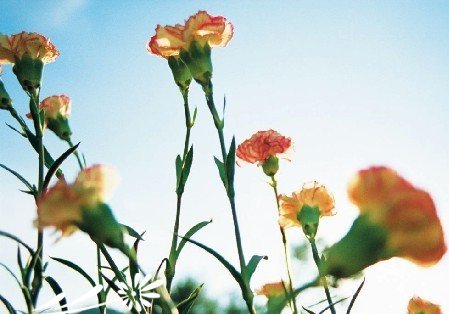 盆栽康乃馨怎么养