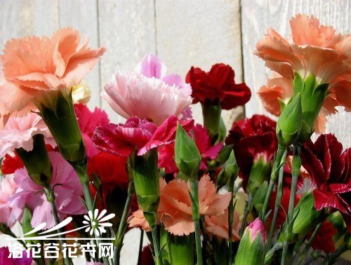 盆栽康乃馨怎么养