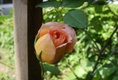 夏季盆栽月季养护指南 盆栽月季度夏的管理方法