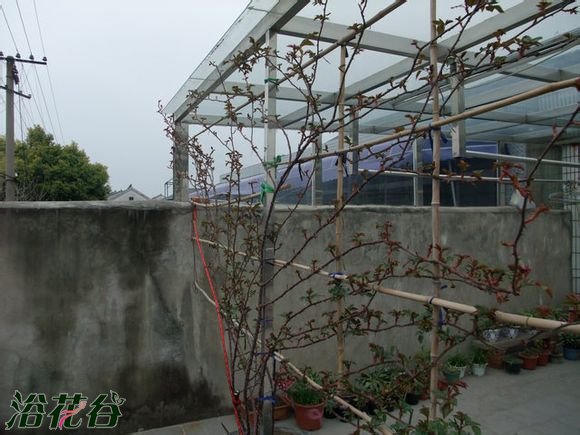 月季花墙也可以这样做