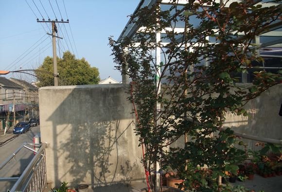 月季花墙也可以这样做