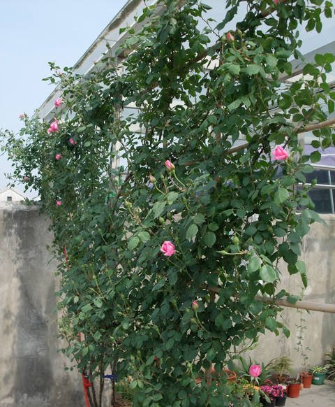 月季花墙也可以这样做