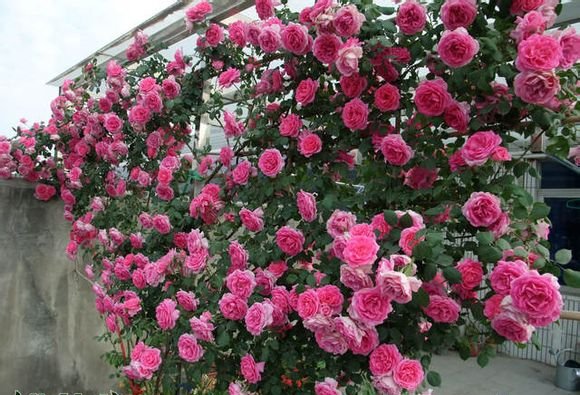月季花墙也可以这样做